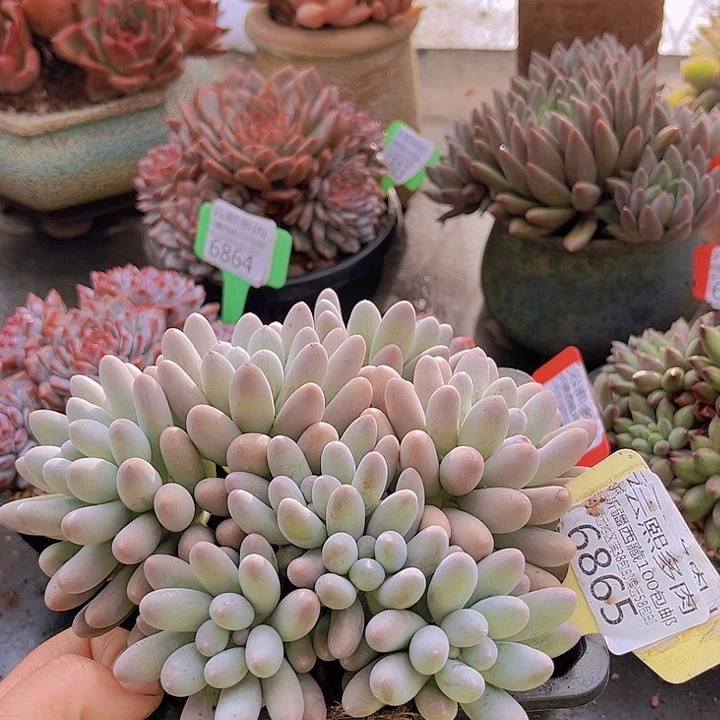 6865汤圆。