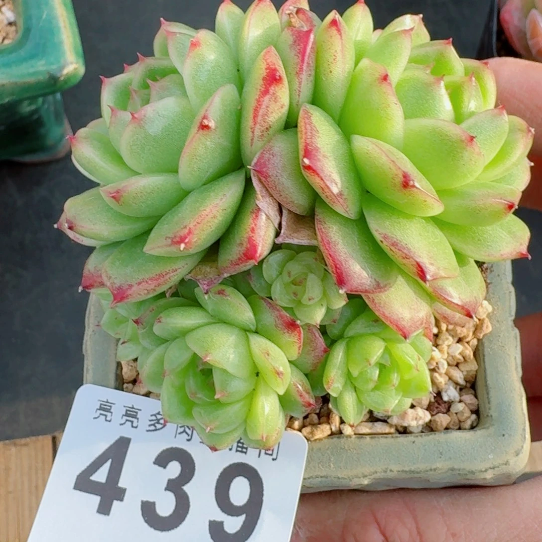 麦秆群生整装无砍