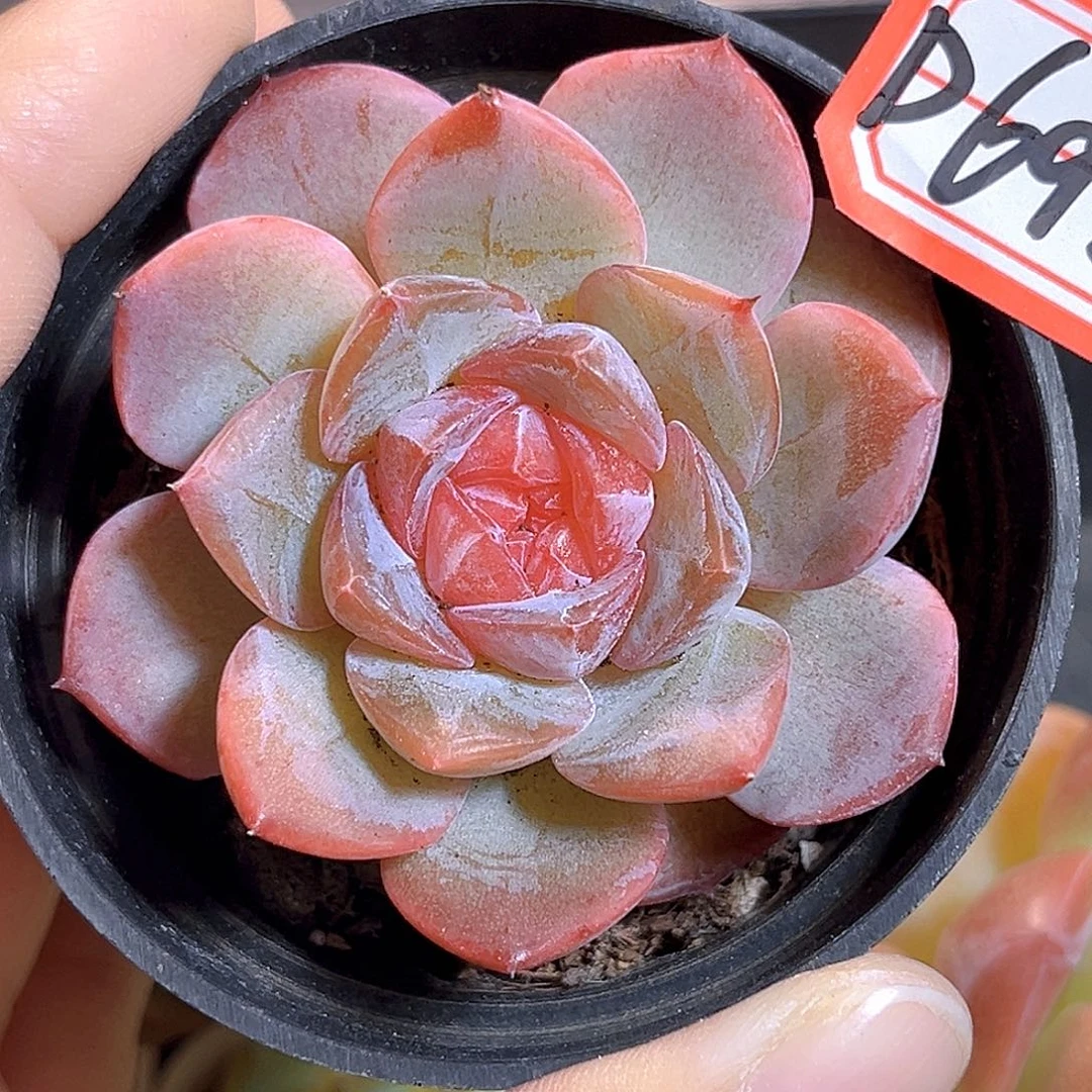 D692 一物一拍 羽涅