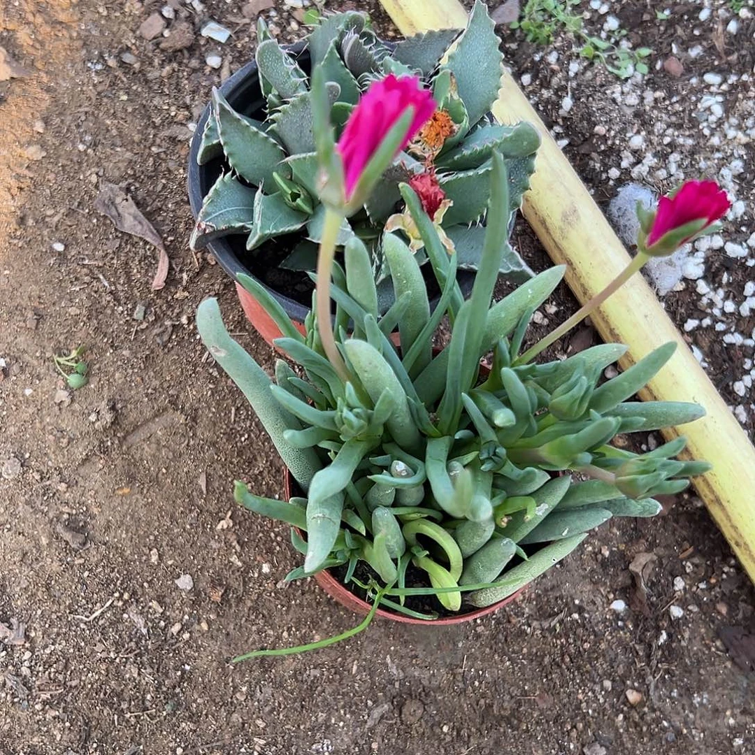 多肉植物两颗肉肉