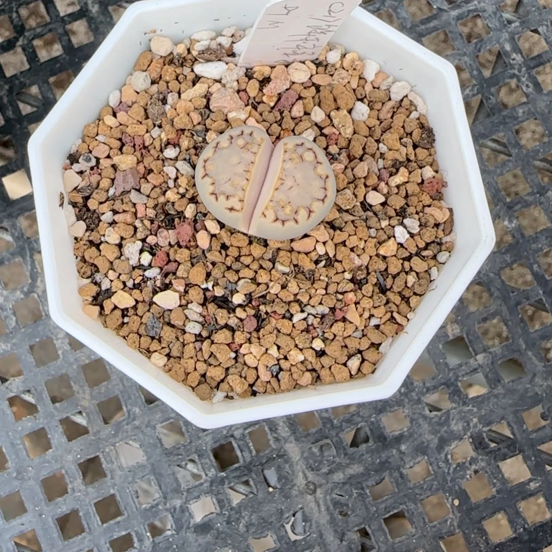 11.13。爱萌217饼干生石花。8041