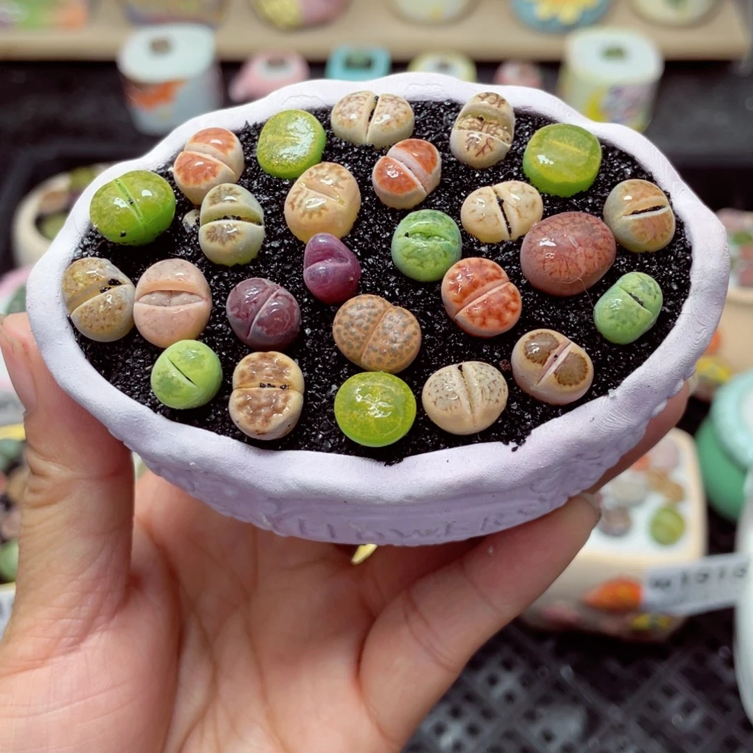 w1929 带盆土发货-零下地区拍保温箱