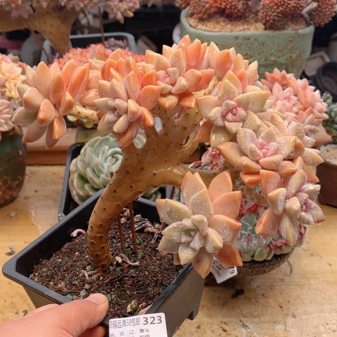 323淡雪缀德华多肉