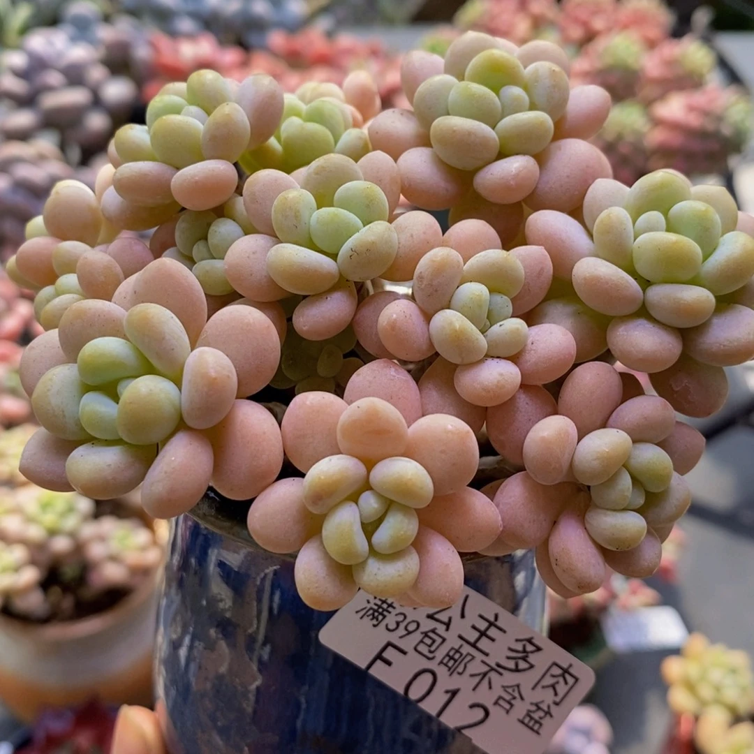 012洛可可10cm多肉