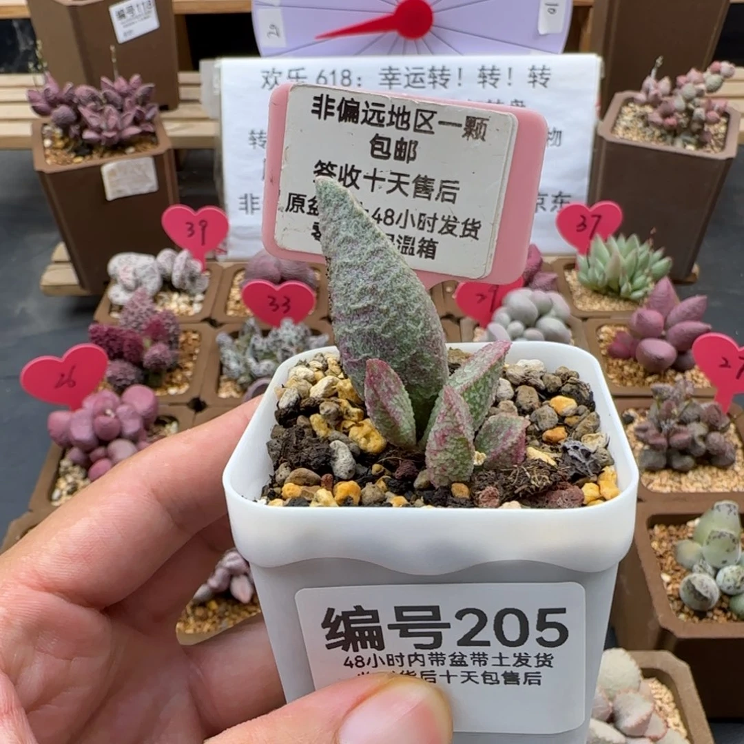 两*行205绿猪肝多肉植物