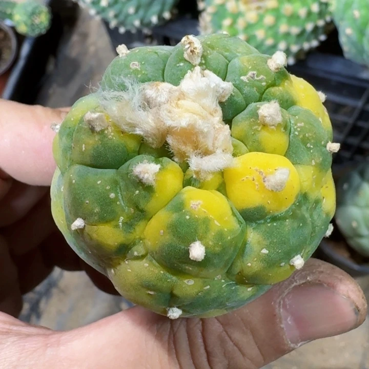 福利苗接仙锦173