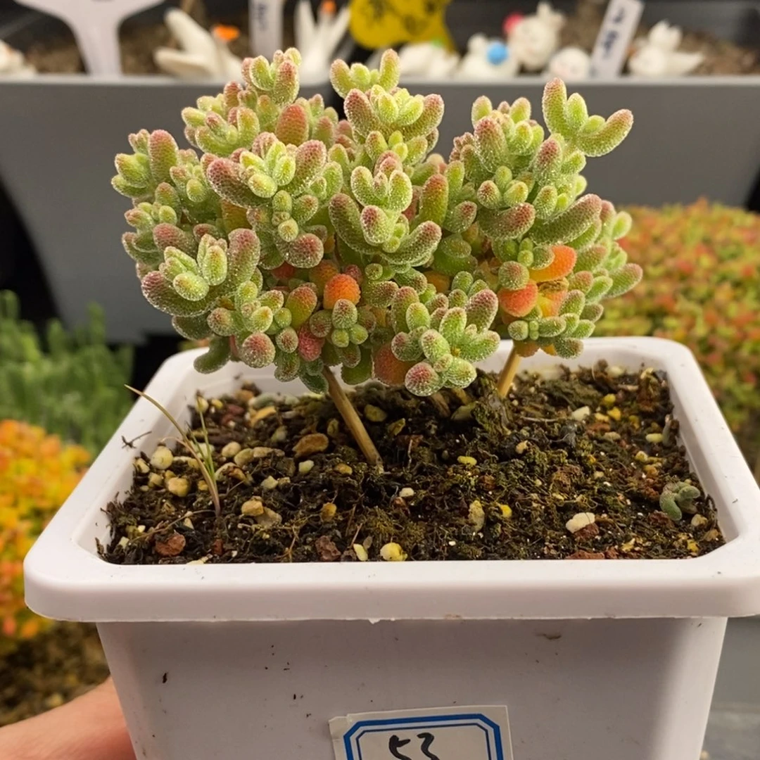 完全开放53号冰晶（10cm）