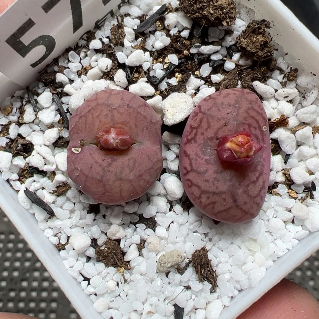 【闪购商品】572……