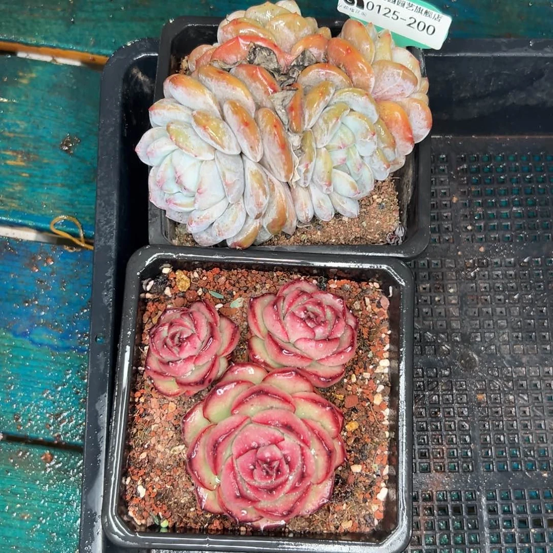 多肉一物一拍编号0125-200