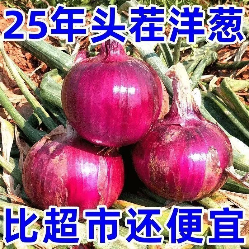 2025紫皮便宜洋葱红皮新鲜应季葱头蔬菜农家现挖水果批发