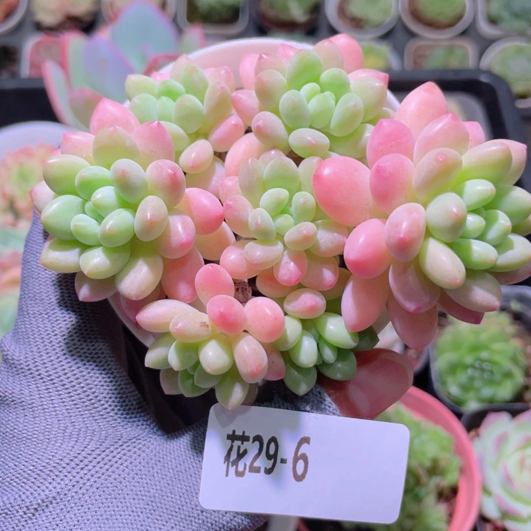 花利美29-6洛可可