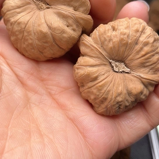 用****5核桃核桃核桃核桃