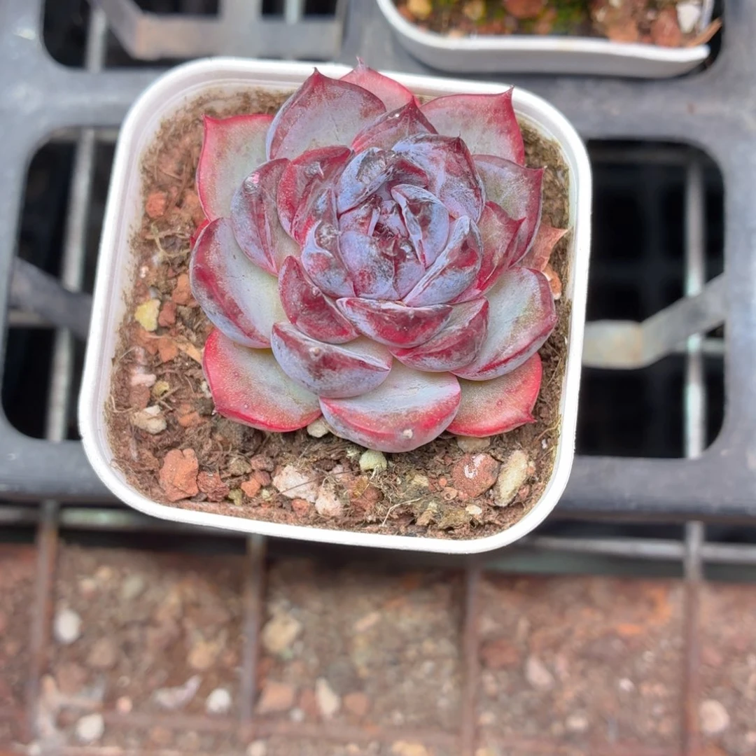 黑橙梦露多肉9.9包邮发货