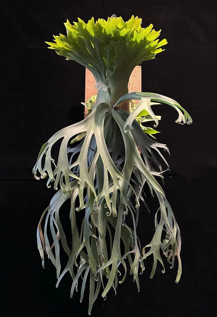 狮子座流星雨鹿角蕨  孢子苗