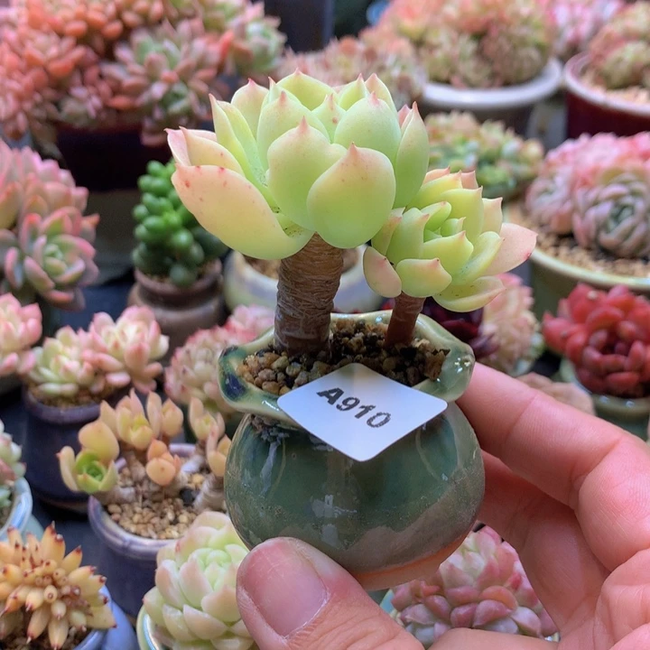 一物一拍含盆土满38包邮A910