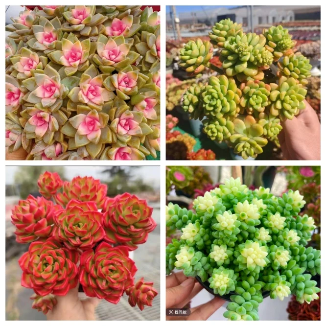 X樱花+草编篮组合 多肉植物 带盆带土栽好种好 好养耐活   L