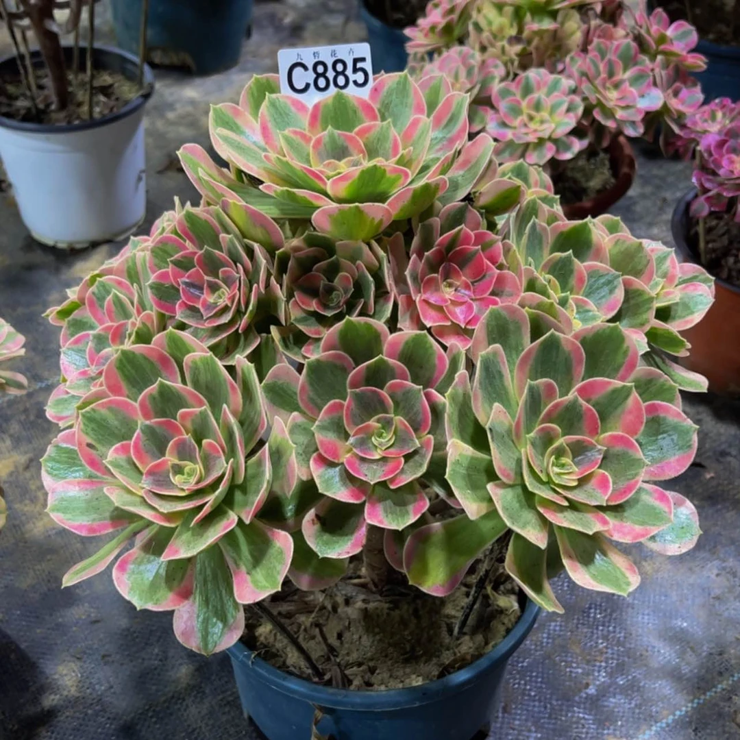 【闪购商品】今**你88500