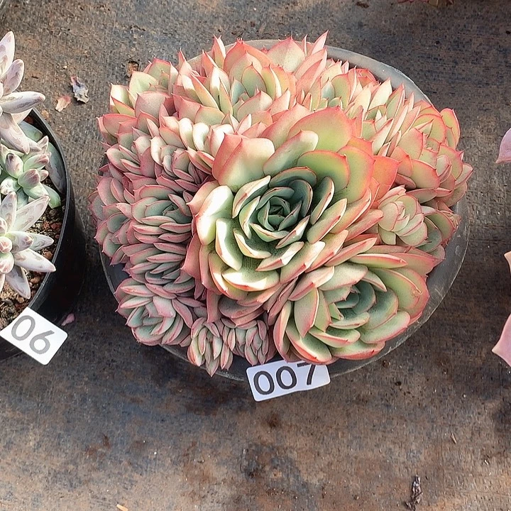 007牡丹亭 一物一拍多肉