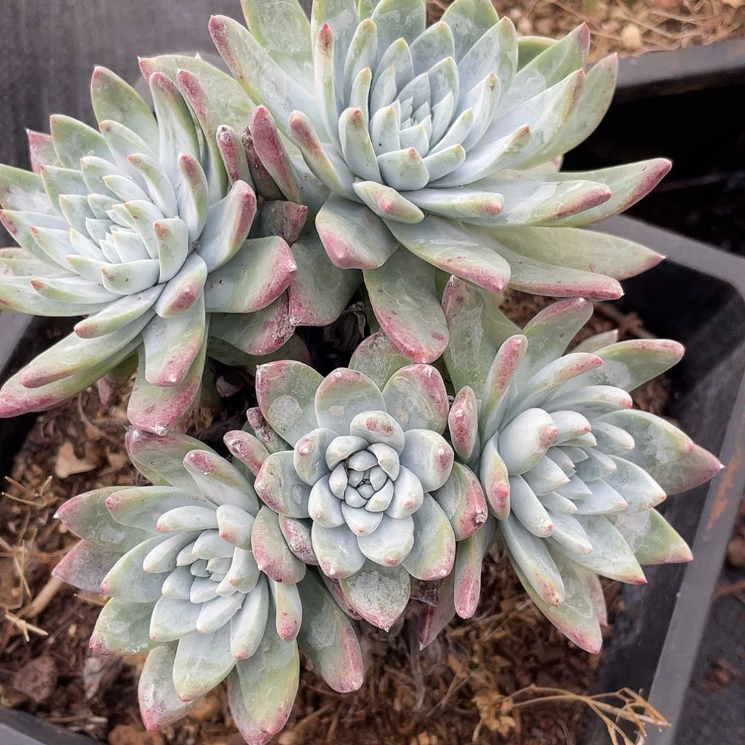 苹果叶杂交老桩11425