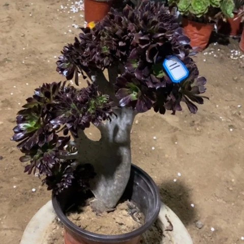 黑法师瑕疵一物一拍