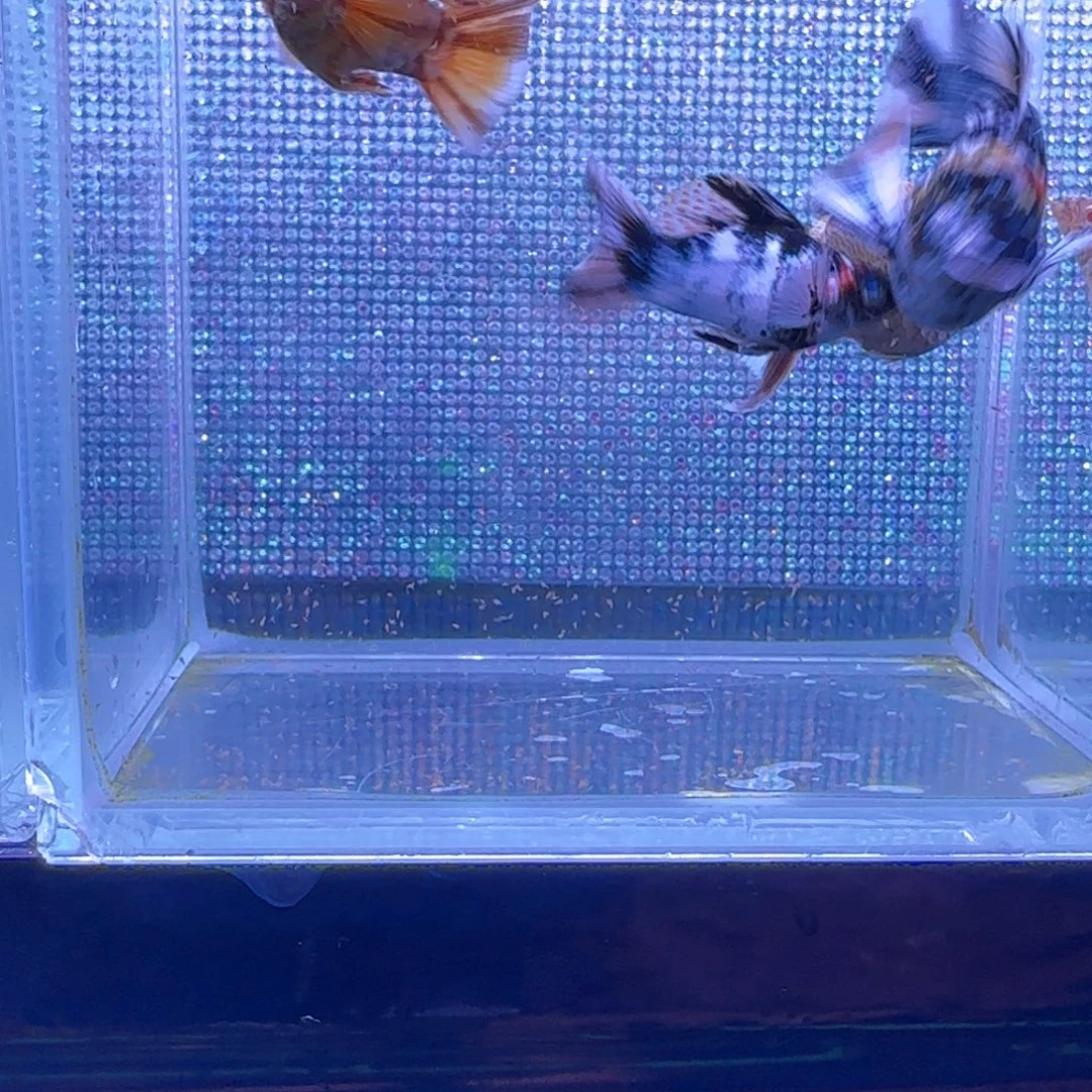 漫***生孔雀鱼斑马玛丽球一对