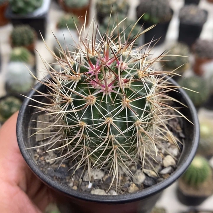 实生幻虾特价福利