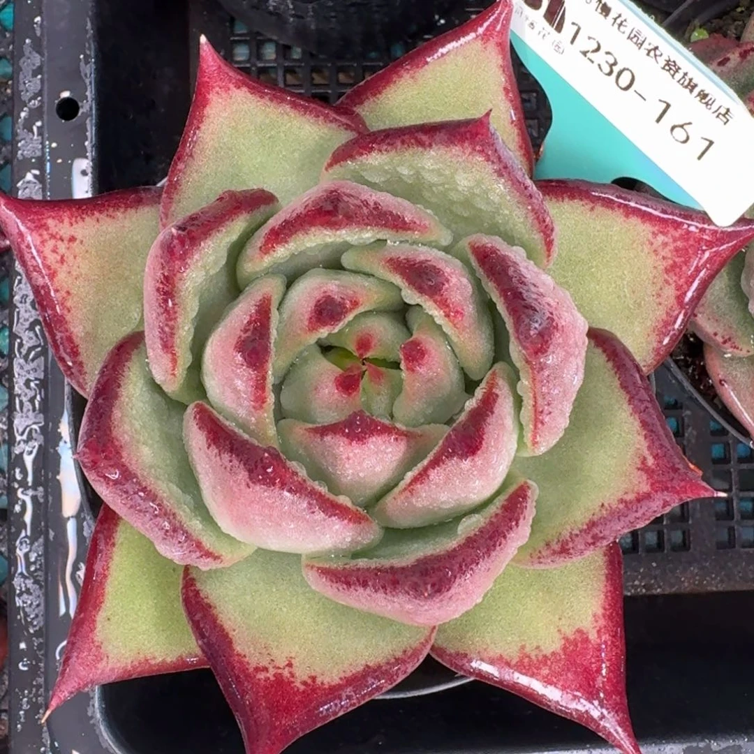 从前慢花园多肉编号1230-161