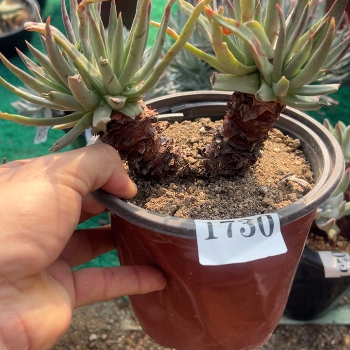 730号怡静丝多肉植物老庄