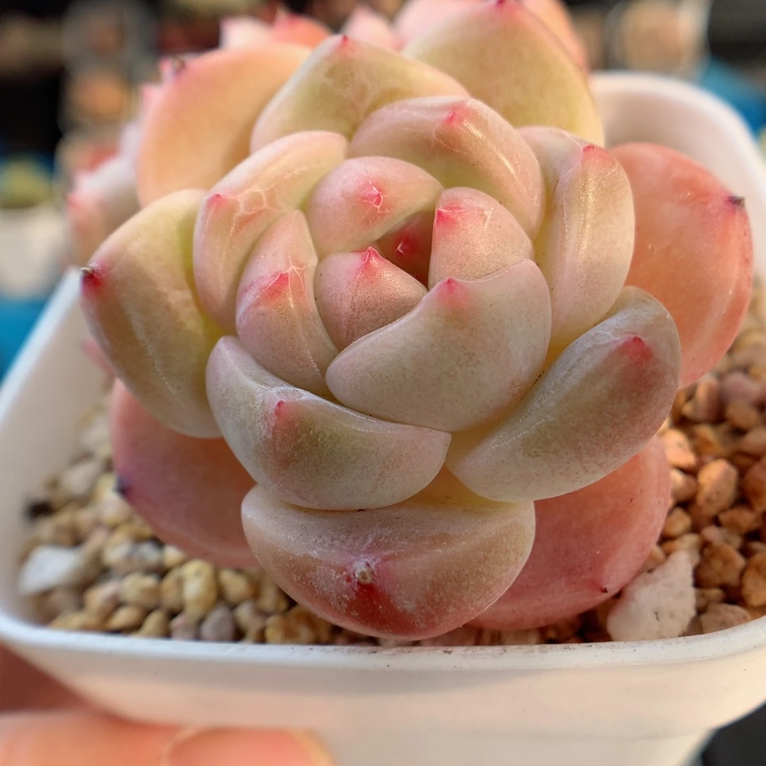 一物一拍精品多肉。糖心三个头71