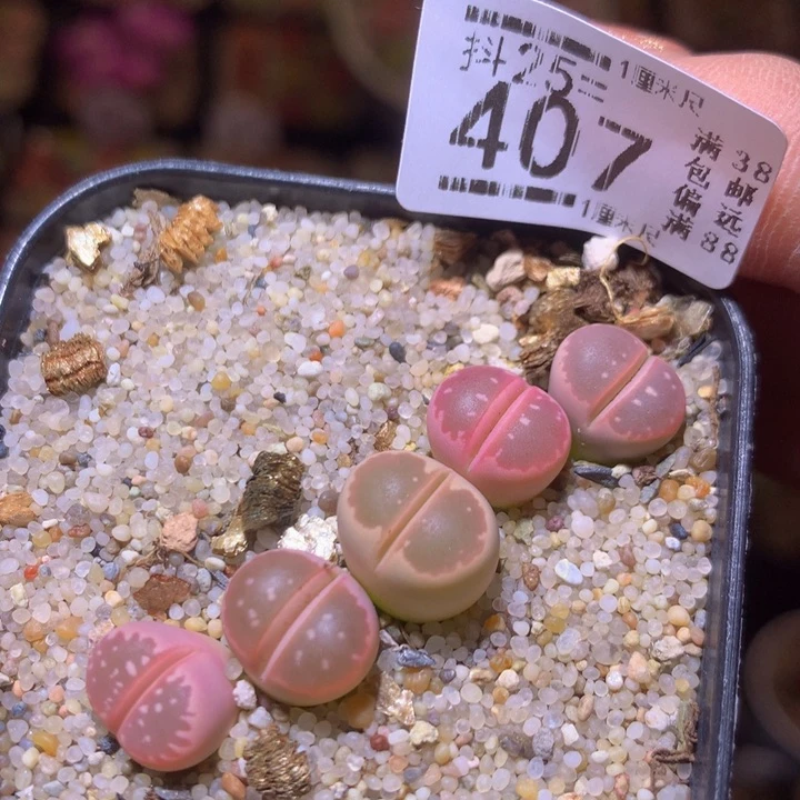 精品生石花25.407