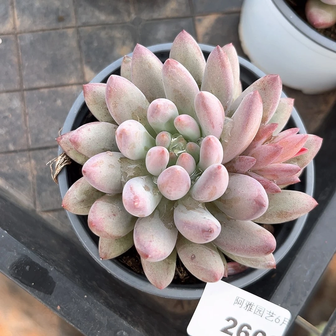 阿雅园艺。      2660