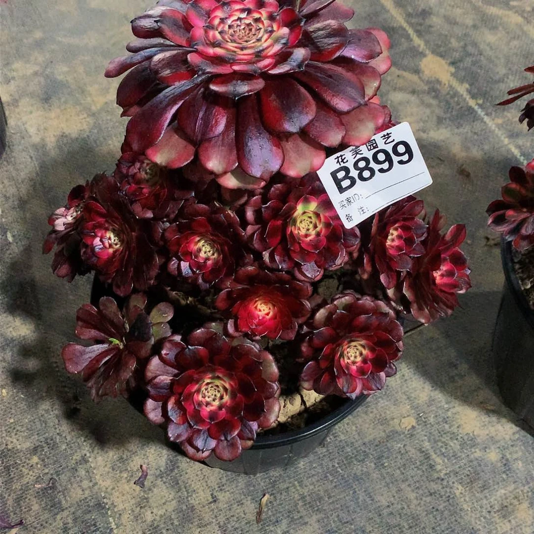 899多肉法师美姬