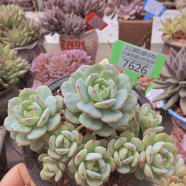 7626香草。