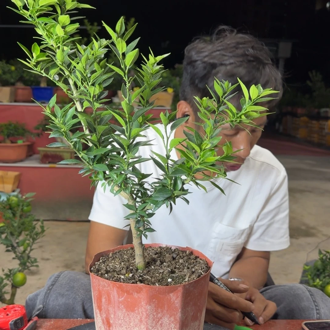 当前无花朵，栽培后可花朵用****1