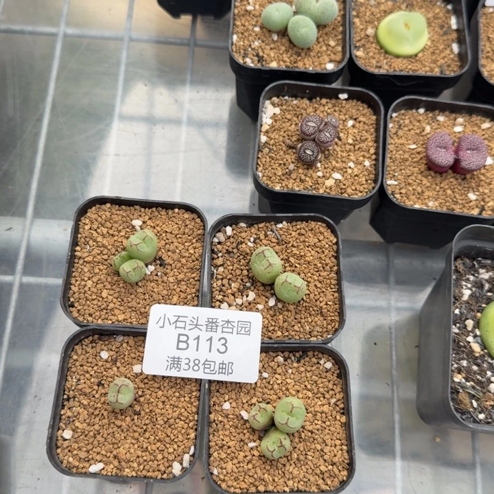 白***水专拍 4颗超猴 带盆发