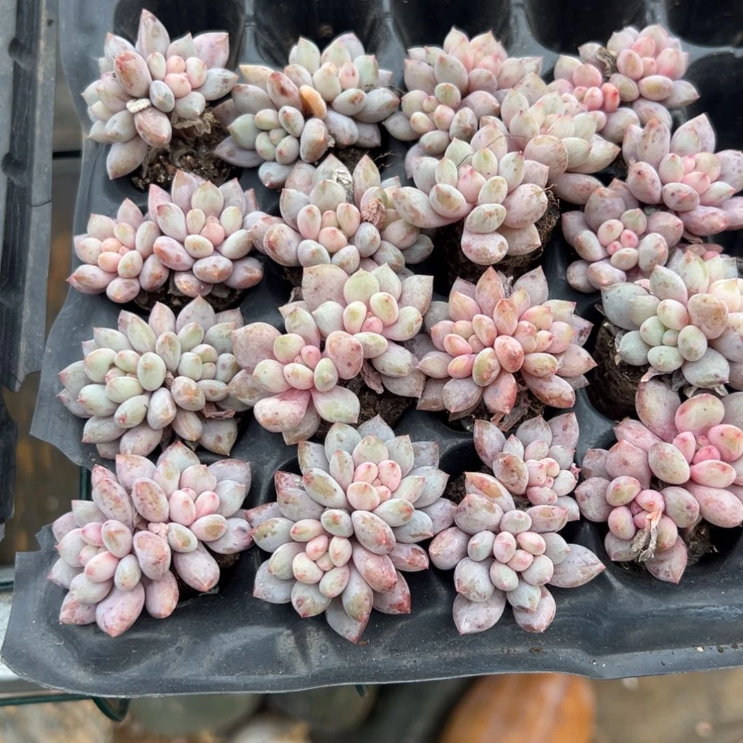 双头半夏美人穴盘 到手2颗 大小3cm 量拍多肉