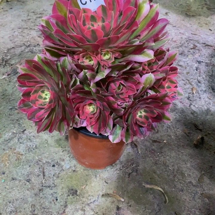 粉女巫多肉植物177