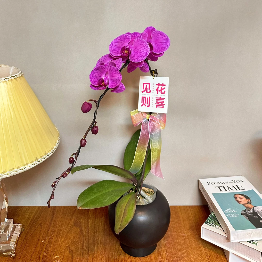 蝴蝶兰【一帘幽梦】3.5寸杯大花 轻奢精致 蝴蝶兰鲜花室内送礼高端