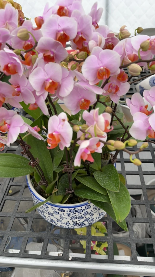 蝴蝶兰希卡利盆栽带花室内花卉开业乔迁节日礼物