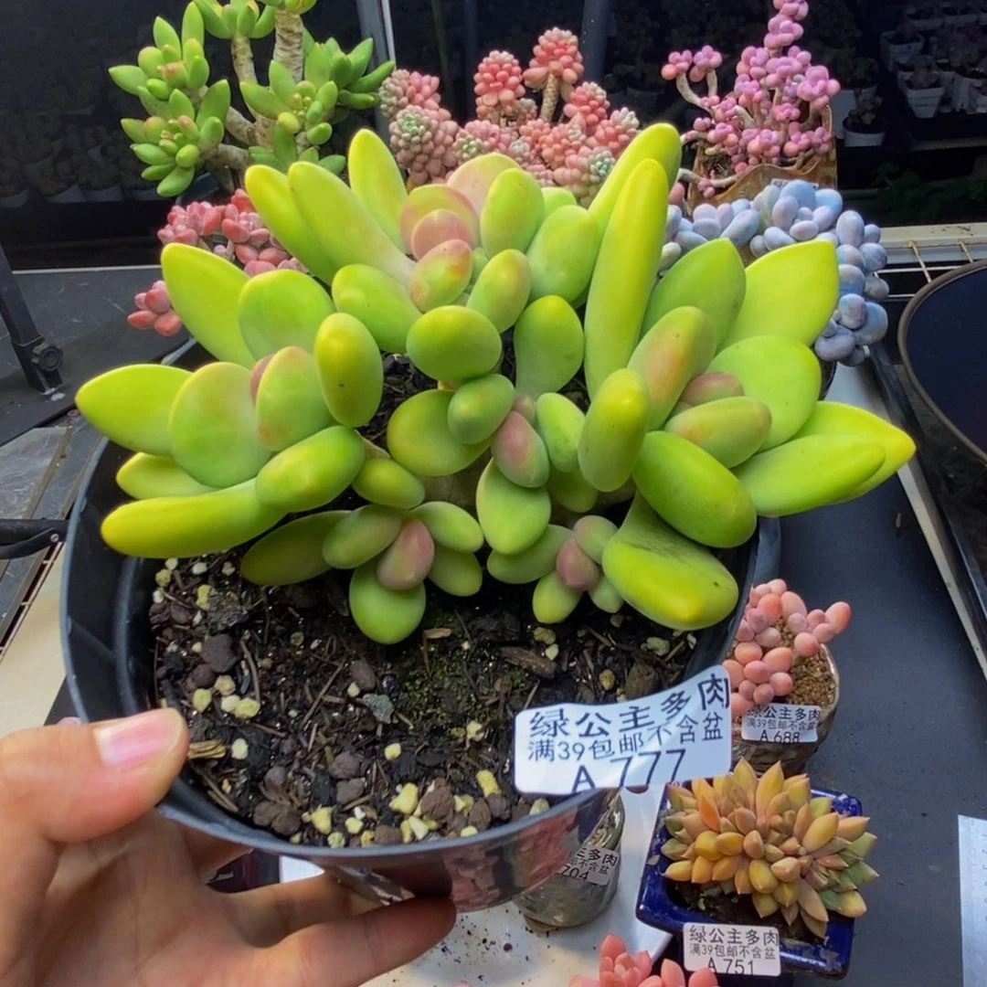 777芒果奶多肉12c m