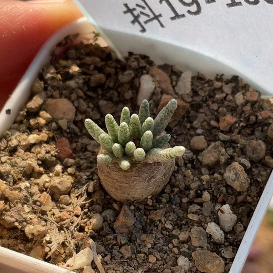 19-13韧劲多肉植物