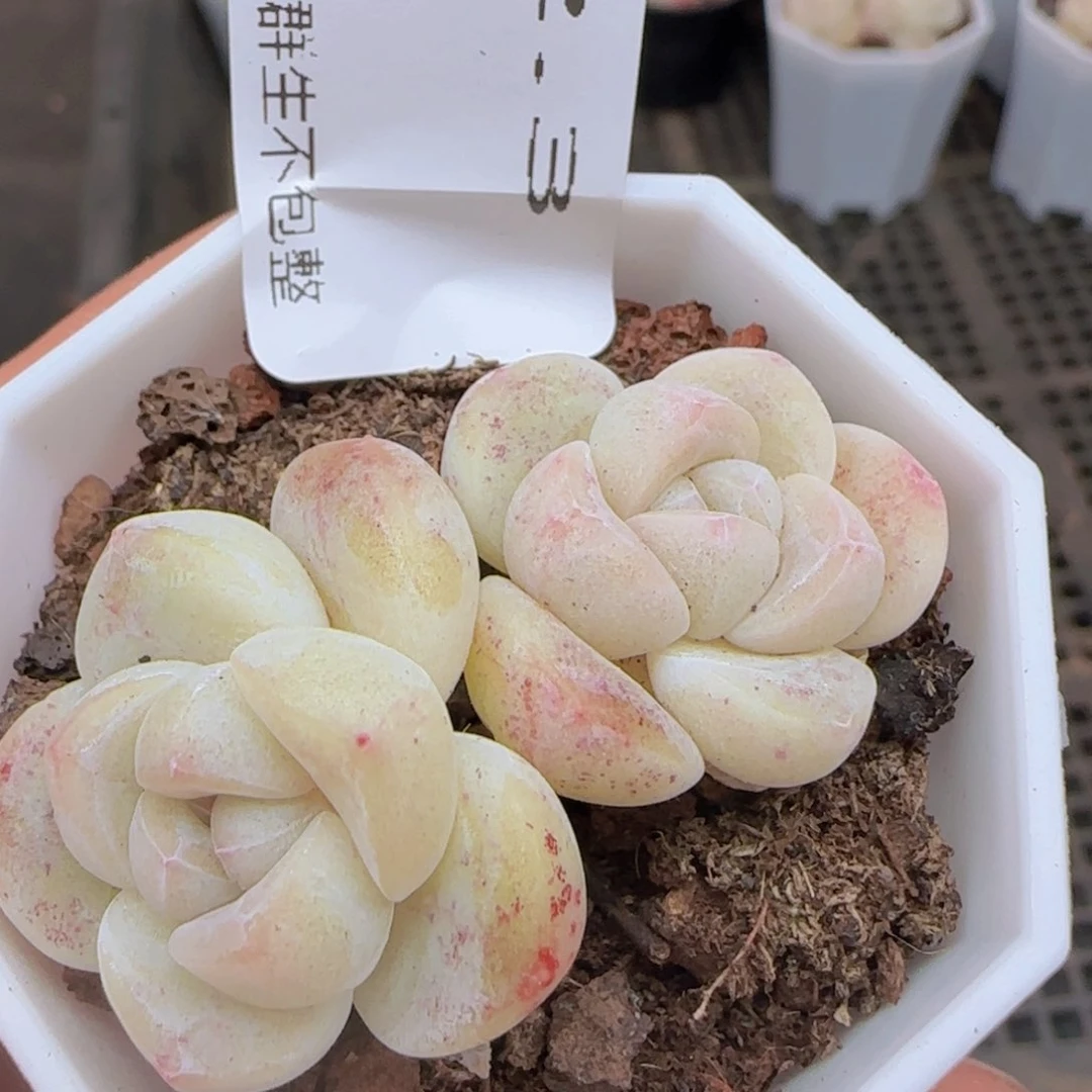 双头小脸冰玉一颗