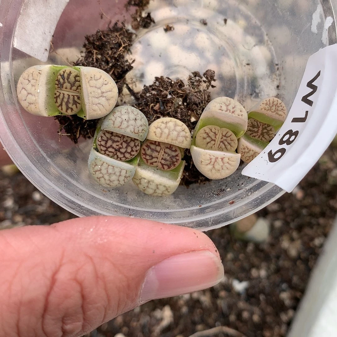 W189多肉植物保护