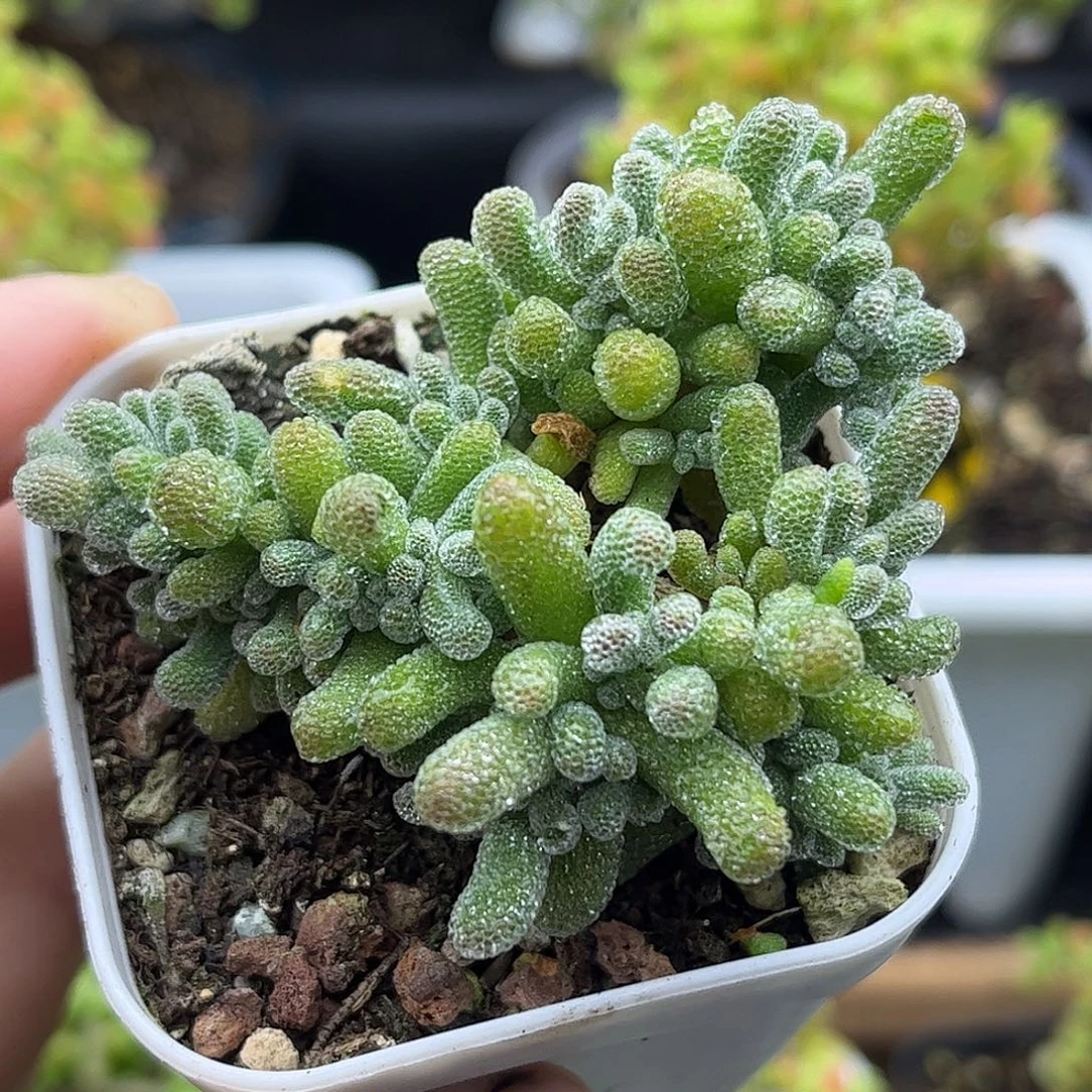 33冰晶优选枝干番杏