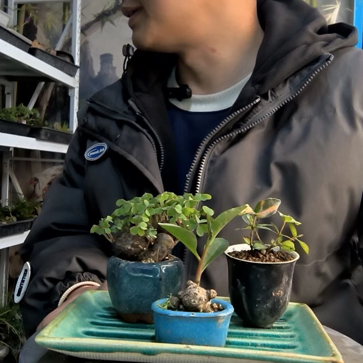 用***6小盆景小植物一物一拍171