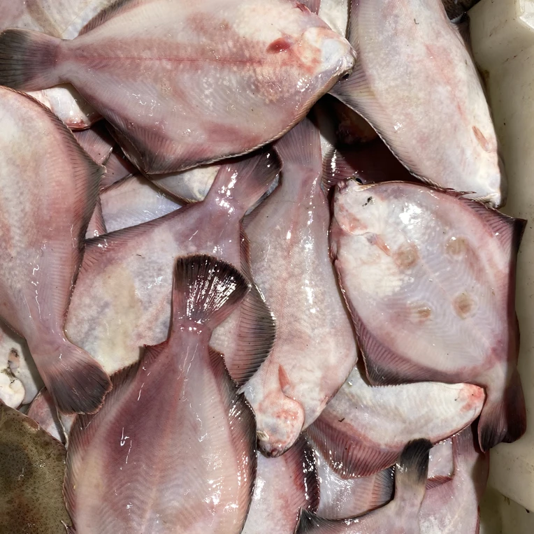 特大号鼓眼鱼野生海捕大小不一脱皮破肚正常青岛顺丰快递发货