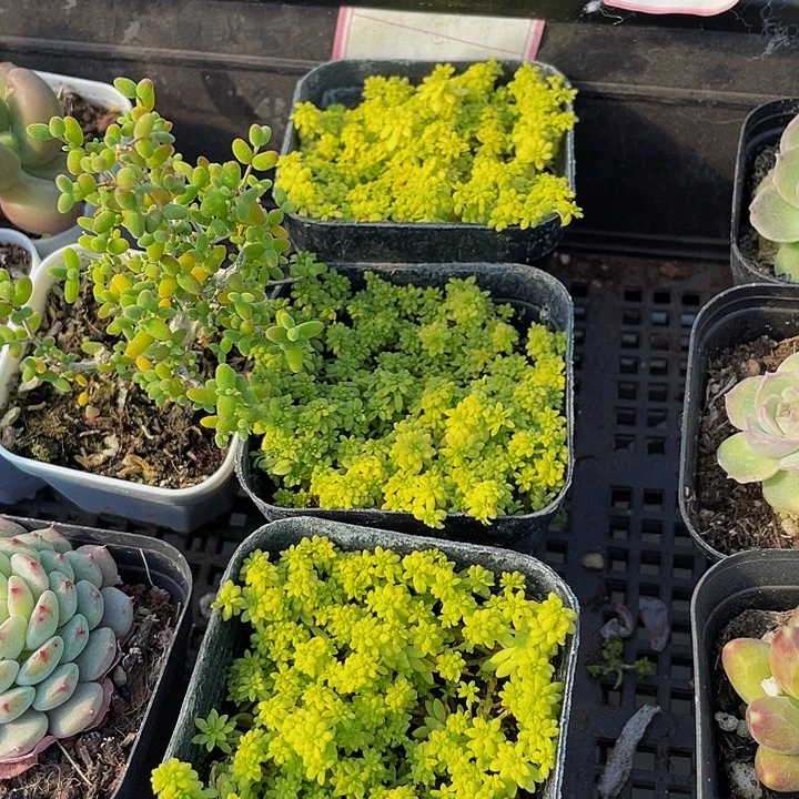 黄金草带盆土发货