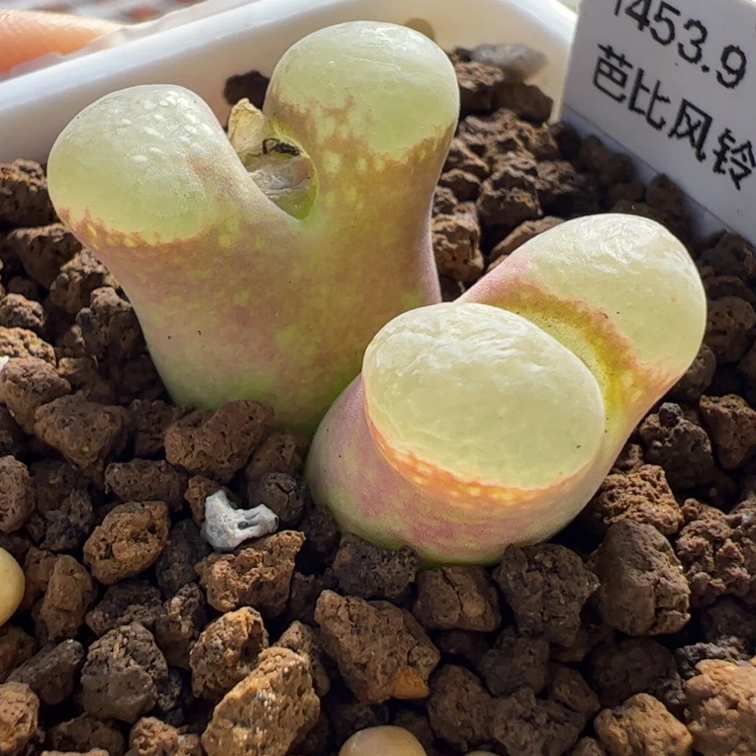 母本芭比多肉植物百科12