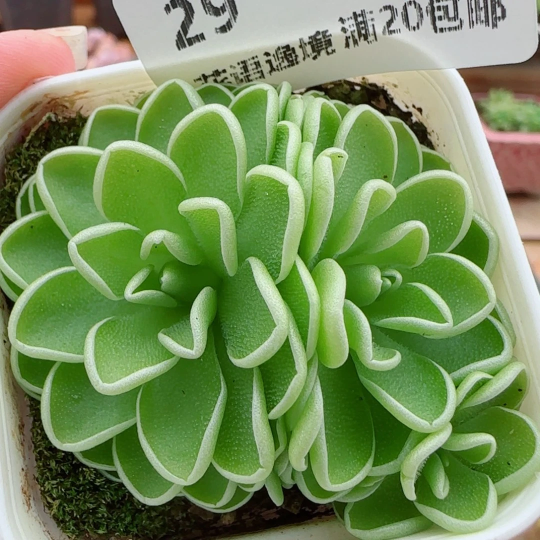 花语逸镜0923-29爱丽丝捕虫堇
