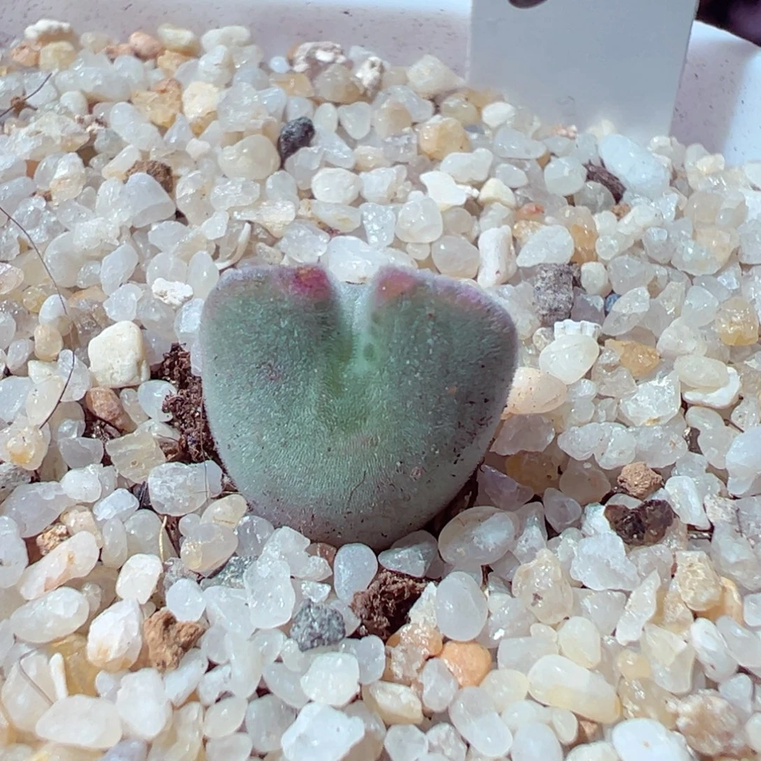 1127-623多肉多日空蝉